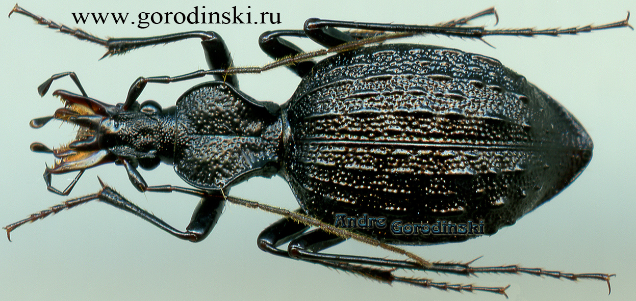 http://www.gorodinski.ru/carabidae/Cychrus bispinosus micangshanensis.jpg